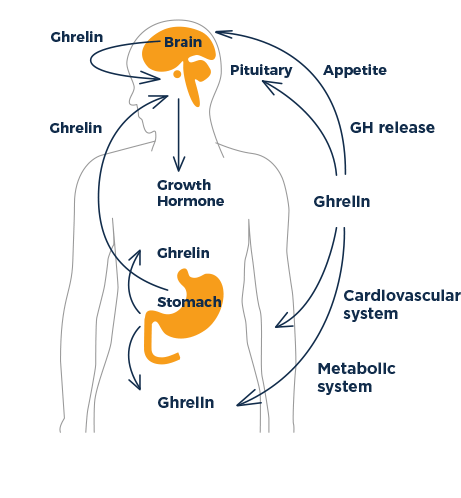 Diagram illustrating ghrelin's role in human body.
